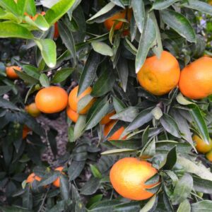 Naranja Clemenules