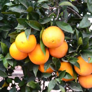 Naranja Navelina