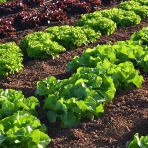 Verduras de hoja
