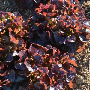 Lechuga Hoja de Roble Oscuro