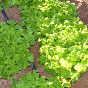 Lechuga Hoja de Roble Claro