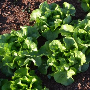 Lechuga de Manteca Clara