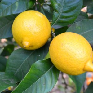 Limones