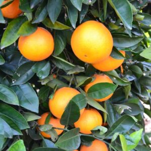 Naranja Lane Late