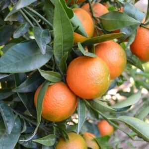 Naranja Hernandina