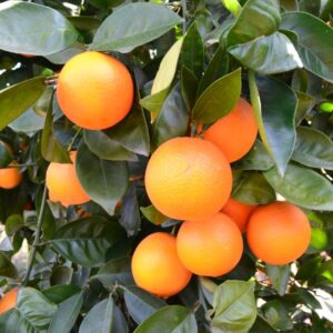 Naranja Valencia