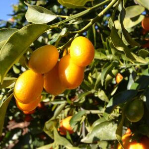 Kumquat