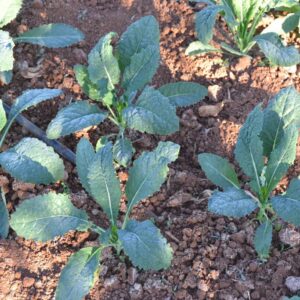 Col Kale Negra de Toscana