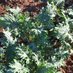 Col Kale Red Russian