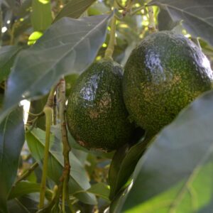 Aguacate Reed