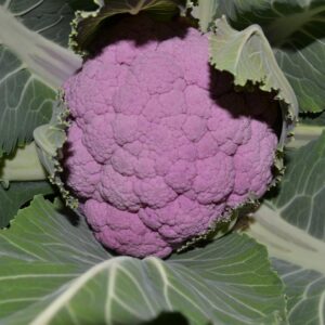Coliflores