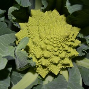 Romanesco