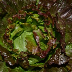 Lechuga Maravilla de Verano o coleta