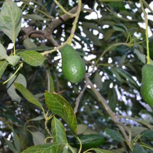 Aguacate Hass