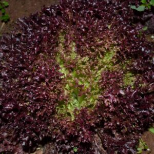 Lechuga Lollo Rosso