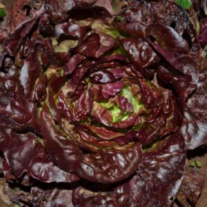 Lechuga de Manteca Oscura