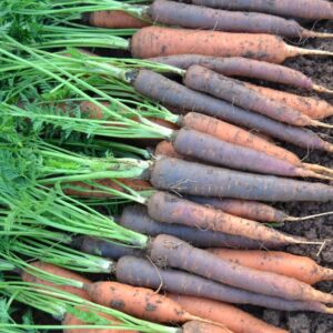 Zanahorias