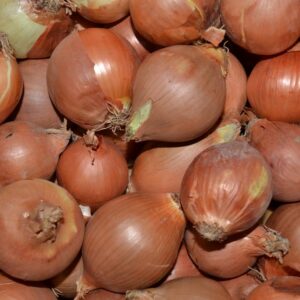 Cebolla