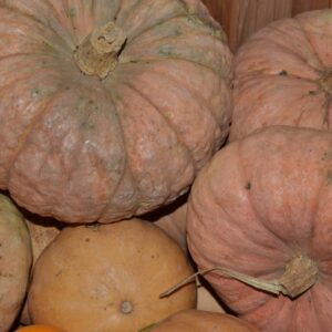 Calabaza de asar