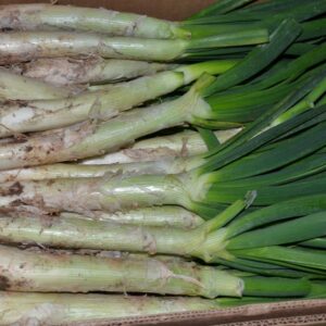 Calçots