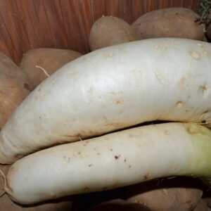 Rábano Daikon