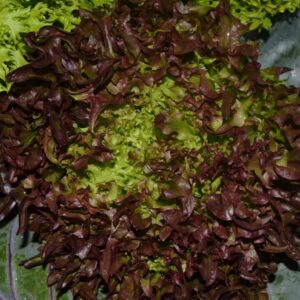 Lechuga Crispy Oscuro