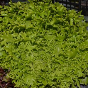 Lechuga Crispy Claro