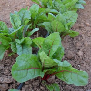 Acelga Roja