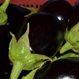 Berenjena Negra