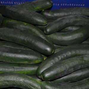 Pepino largo