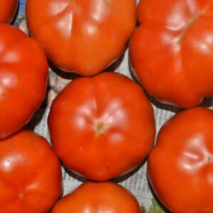 Tomate Rebelión