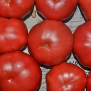 Tomate Rosa