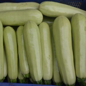 Calabacines
