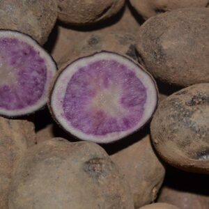 Patata Blue Star