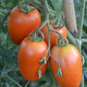Tomates