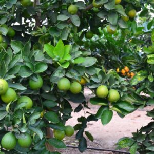 Limas