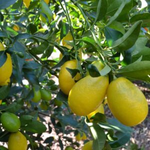 Limequat