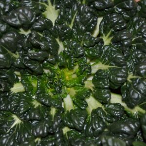 Tatsoi