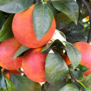 Naranja Sanguina