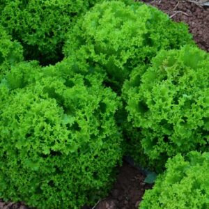 Lechuga Lollo Biondo