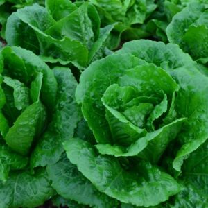 Lechuga larga o romana