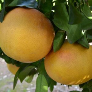 Pomelos